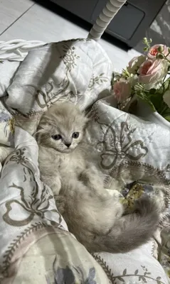 Продаются породистые котяти! 1