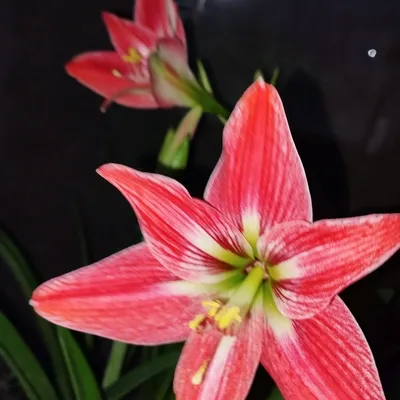 Амариллис 1