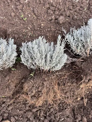 Lavanda sotuvining boshlanishi 1