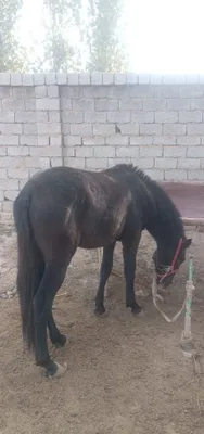 Свадьба, свадьба, свадьба 1