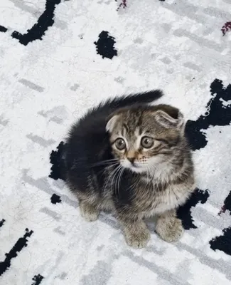 Продаётся котёнок 1