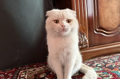 Приглашаем на вязку с красивой кошечкой Scottish Fold 1