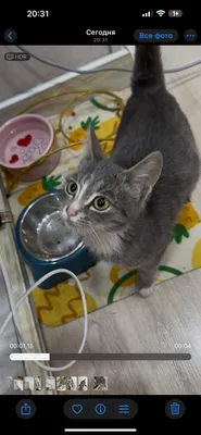 Отдам девочку котенок бесплатно