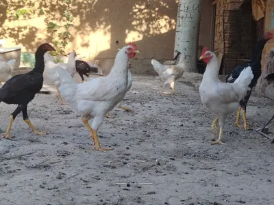 Продаются белые цыплята-петушки... 1