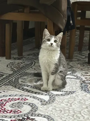 Tanya jinsiy aloqada Jinsiy aloqa: shokoladga shokolad surting