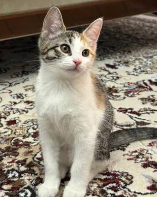 Продаются котята, 3 месяца 1