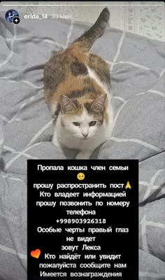 Потерялась кошка 1