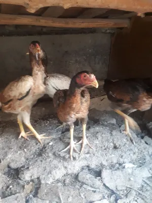 Продаются куры породы Дакан 1