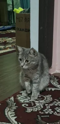 Серая полосатая кошка 1