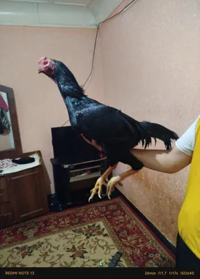 Dakan uji tulak bolgan 1