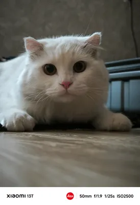 Шотландский вислоухий кот+ всё необходимое 1