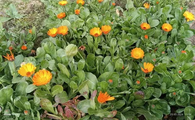 Kalendula sotaman