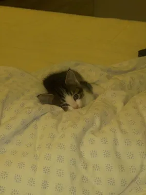 Rus qiz jinsiy aloqa Toxtovsiz