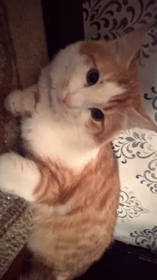Кошка 1