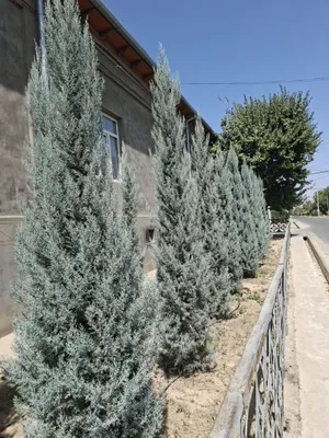 Кипарис Аризоник Италия Kiparis. 1