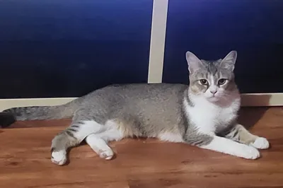 Кошка котёнок в ДОБРЫЕ РУКИ 1