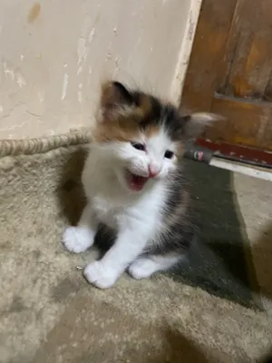 Кошка 1