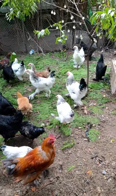 Продам курочек и петушков породы брама 1