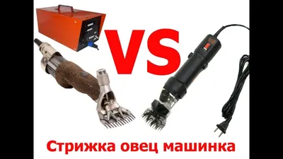 Стрижём овец по городу Самарканд. 1