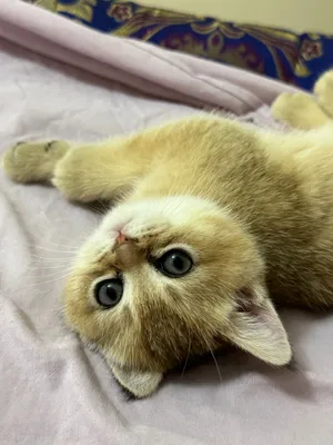 Продаются котята породы Голд Шиншилла 1