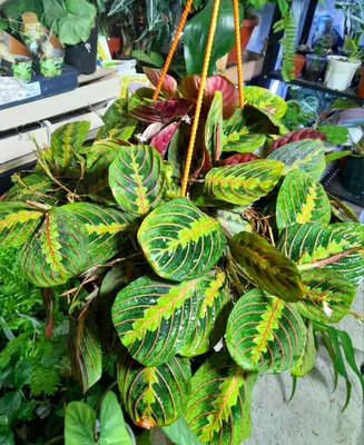 Maranta 1