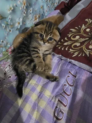 Bukik quloqli mushukcha 1