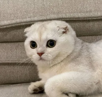 Продоётся милая кошка 1