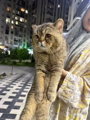 ТОЩКЕНТ ЯНГИ ЧОШТЕПА. Мушук сотилади пародаси (British shorthair) 1