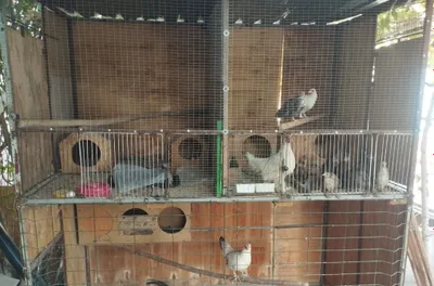 Tovuq katak boyi 2 metr eni 1 metr uzuni 2 metr 3 xona 1