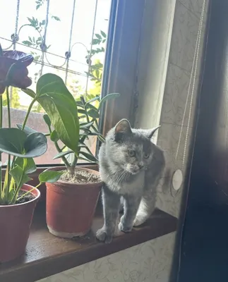 Домашняя кошка, серый цвет 1