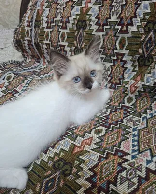 Ragdoll zotli ona bola mushu sotiladi 1