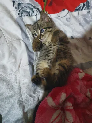 Котёнок в добрые руки 1