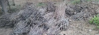 Сухая сосна, 2 машины, распиленная 1