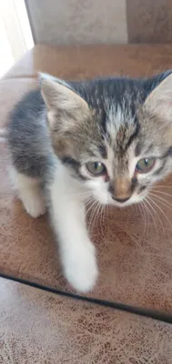 Котята бесплатно 1