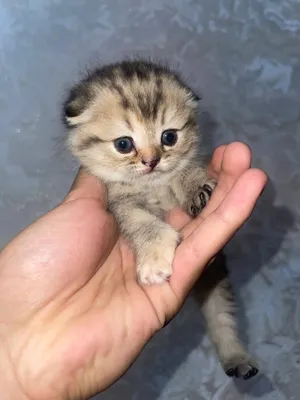 Продаётся кошка британская шиншилла 1