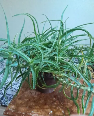 Aloe arzon sotiladi 1