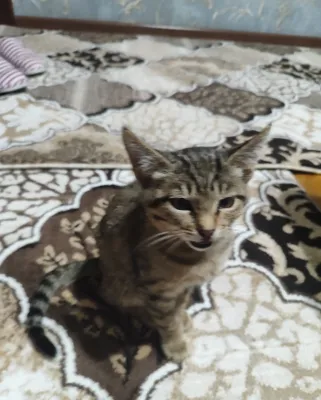 Отдам воспитанного котёнка 1