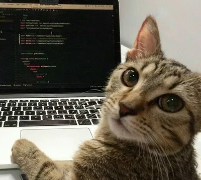 Mijozlarni yozib olish uchun Telegram-bot: salonlar, repetitorlar, maktablar
