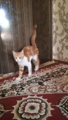Красивый котёнок 1