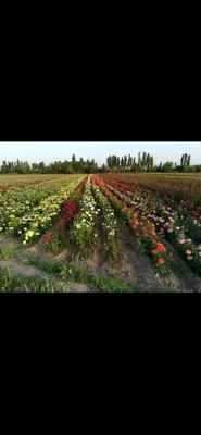 Istalgan turdagi gul ko'chatlari bor 300 xil 1