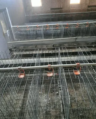 Tovuq setkalar Sotiladi 1