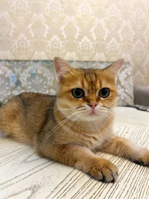 Chubby lesbiyan pornosini onlayn tomosha qiling Soqov