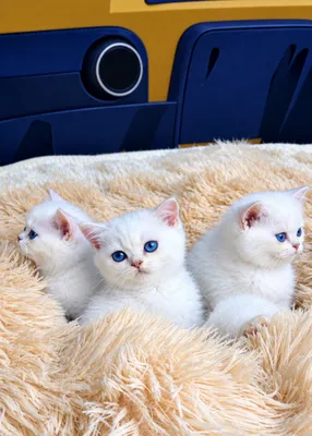 British shorthair 1