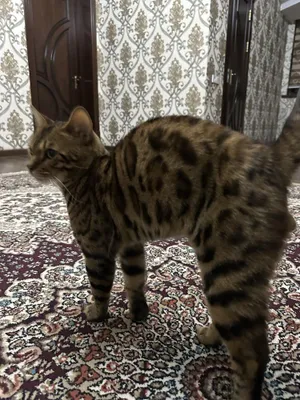 Бенгальский чистокровный котёнок 1