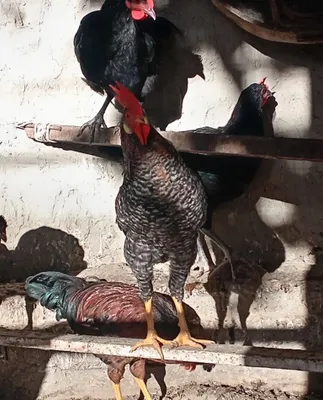 Xo'rozchalar sotiladi 1