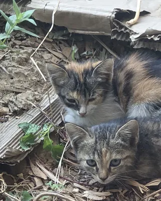 Котята - отдадим в хорошие руки