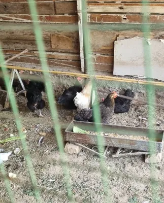 Продаётся чёрный шахзод 1