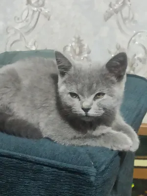 mushuk zoti scoch 1