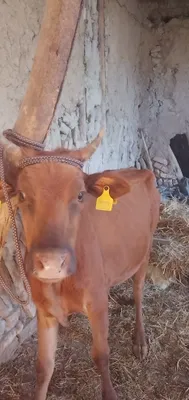 Продаётся дойная корова с гарантией 1