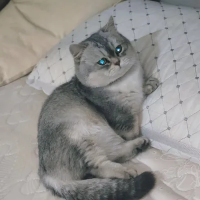 Предлагается кошечка манчкин для вязки. 1